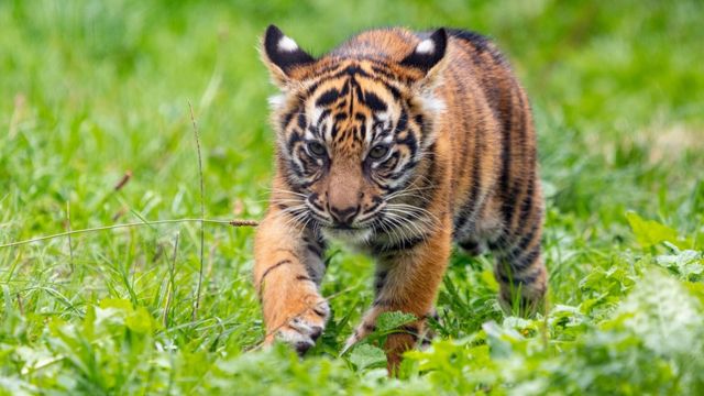 London Zoo names its terrific tiger trio! - BBC Newsround