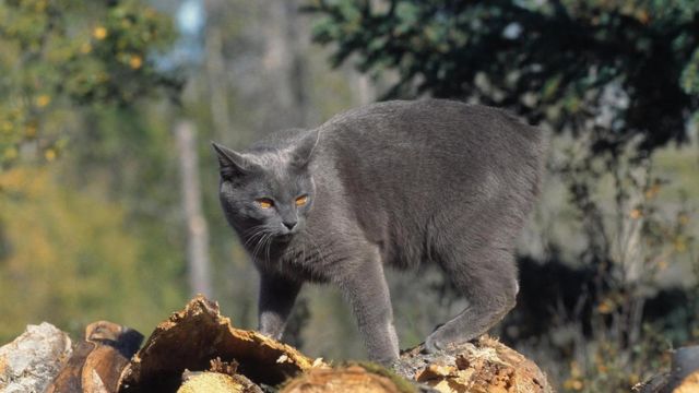 Як кішки з острова Мен втратили свої хвости - BBC News Україна