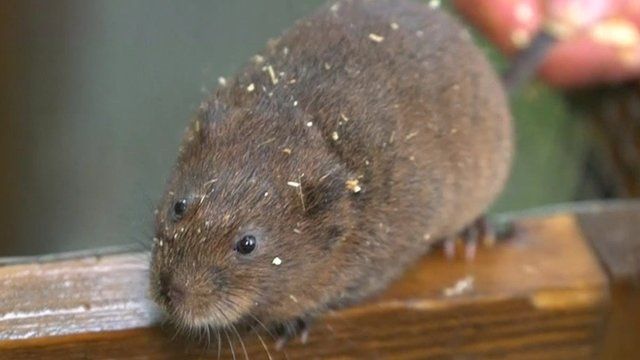 A water vole