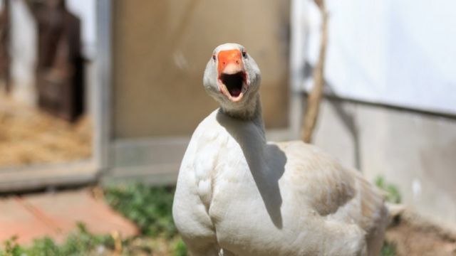 鴨子