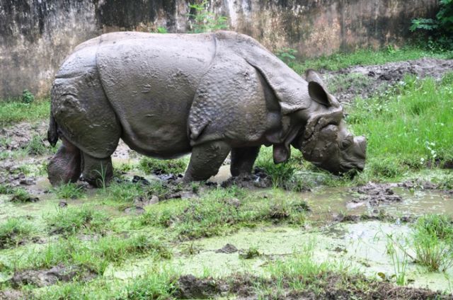 एक सींग वाले गैंडों का बसेरा है संजय गांधी जैविक उद्यान