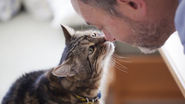 Cómo acariciar a un gato, según la ciencia (y cómo saber si de verdad lo  disfruta) - BBC News Mundo