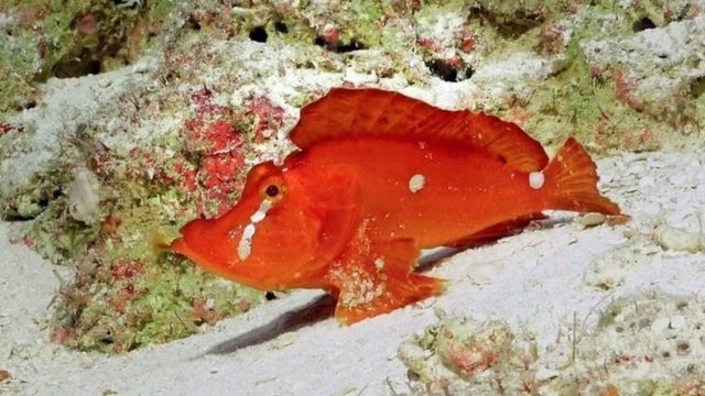 ஆஸ்திரேலிய கடல் பகுதியில் கண்டுபிடிக்கப்பட்ட "நடக்கும்" மீன்