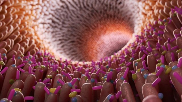 La ilustración muestra los tejidos de la pared intestinal con sus venas y bacterias pequeñas y coloridas.