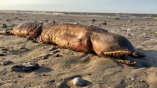 Image shows the fanged creature washed up on the beach