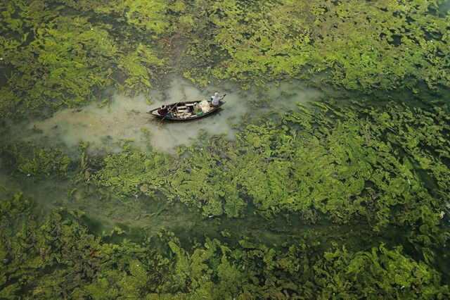 Una imagen aérea de un bote rodeado de una floración de algas en el río Damodar, India