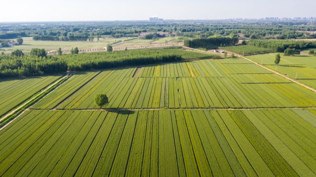 Campos de trigo ao longo do Rio Amarelo