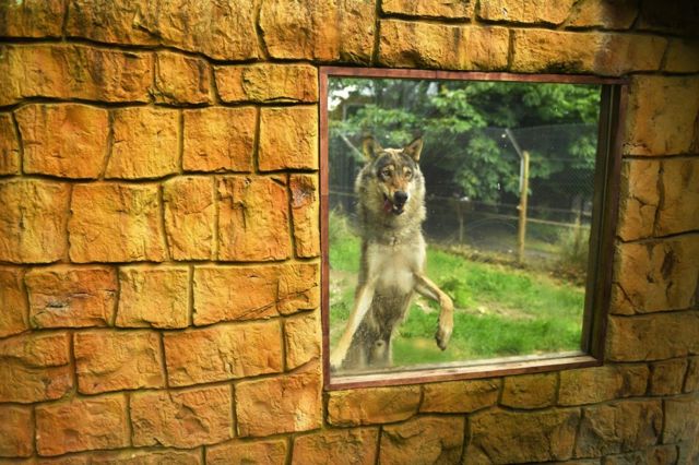 A wolf leaps against a window at its enclosure in a zoo