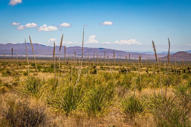 Dasylirion en el Parque Nacional Big Bend, parte del desierto chihuahuense, en en suroeste de Texas.