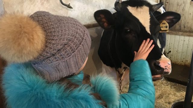 Una niña con una vaca