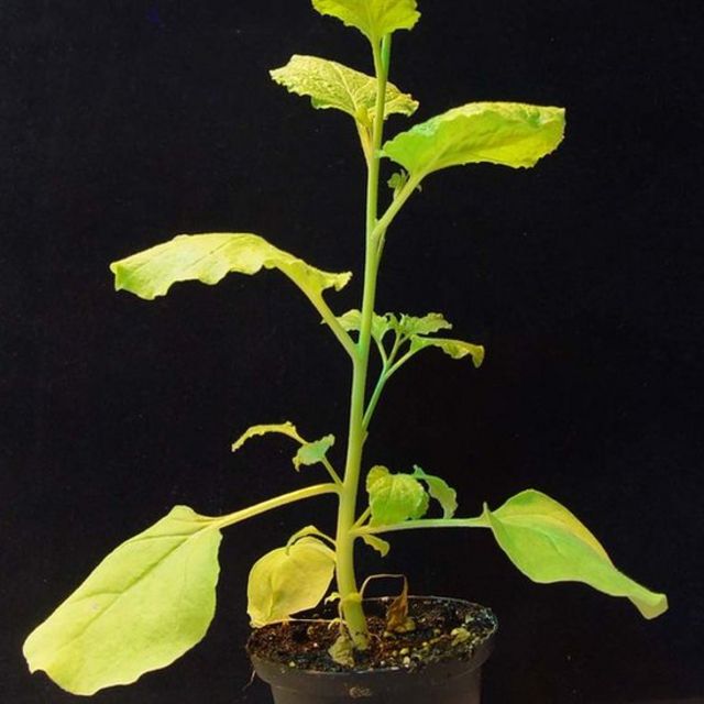 Nicotiana benthamiana