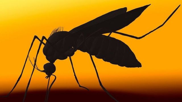 DENGUE
