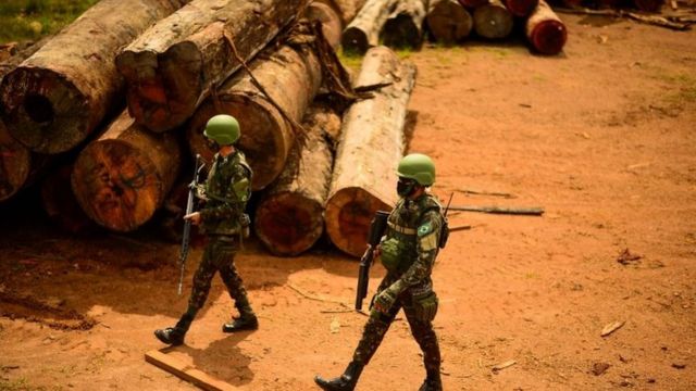 Madeira extraída ilegalmente da Amazônia, em foto de março