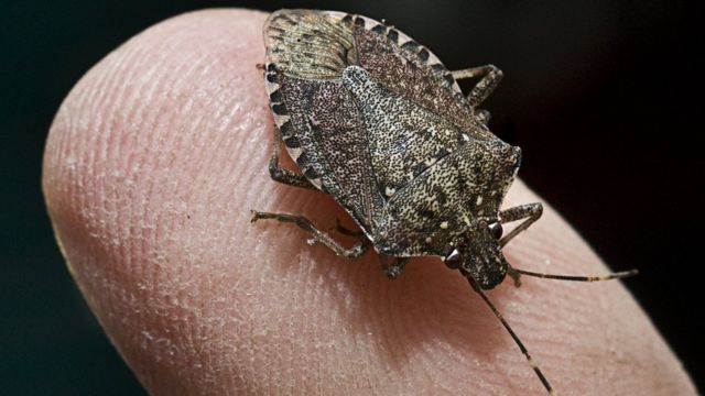 what s that smell stink bug arrives in uk cbbc newsround what s that smell stink bug arrives in uk cbbc newsround