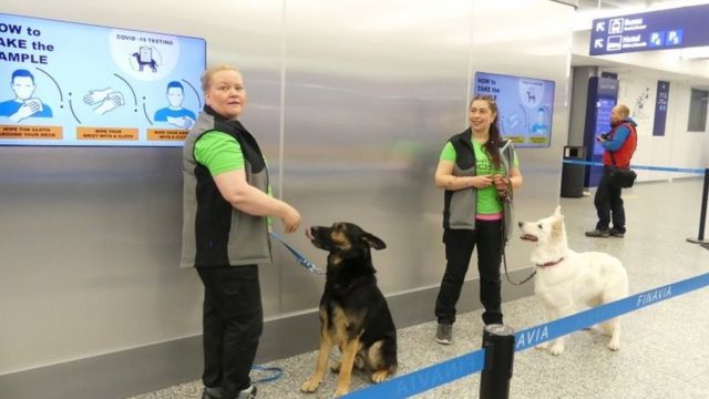 Instrutores com ces farejadores em aeroporto