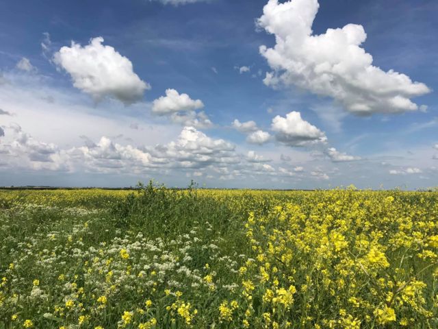 countryside near Raqqa