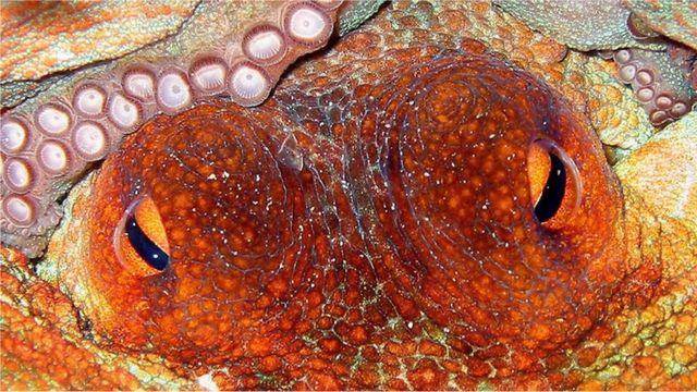《我的章鱼老师》：章鱼和人的异同--人有中枢神经 章鱼浑身是“脑” - BBC News 中文 《我的章鱼老师》：章鱼和人的异同--人有中枢神经 章鱼浑身是“脑”