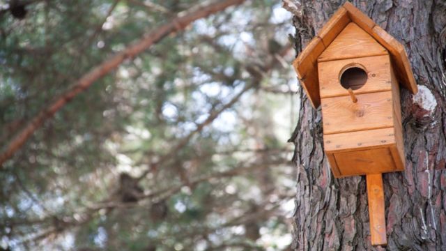 El pájaro que puede estar hasta 10 meses en el aire sin posarse - BBC News  Mundo