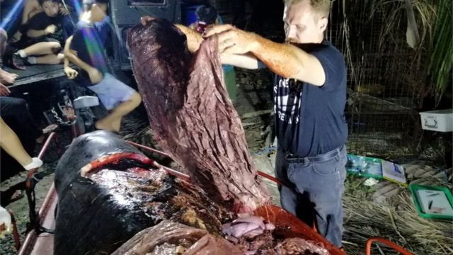 El biólogo Darrell Blatchley extrae del cuerpo de la ballena lo parece ser un saco de arroz.