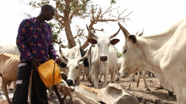 Herdsmen Killing How Nigeriaghana Farmers Wan Make Herdsmen Palava 