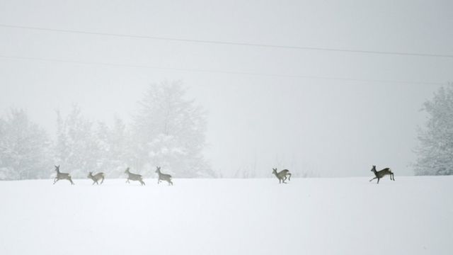 Олені
