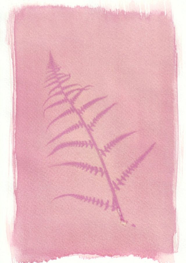 An anthotype print of a purple piece of bracken