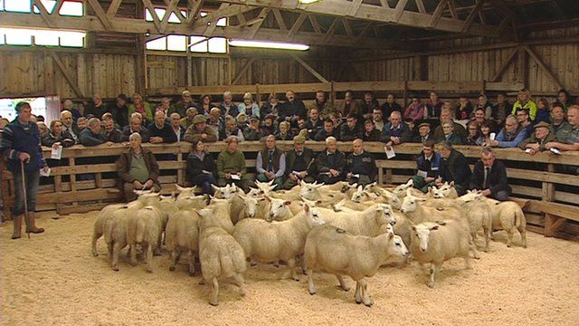 Uain gan reic aig Fèill na Luirge