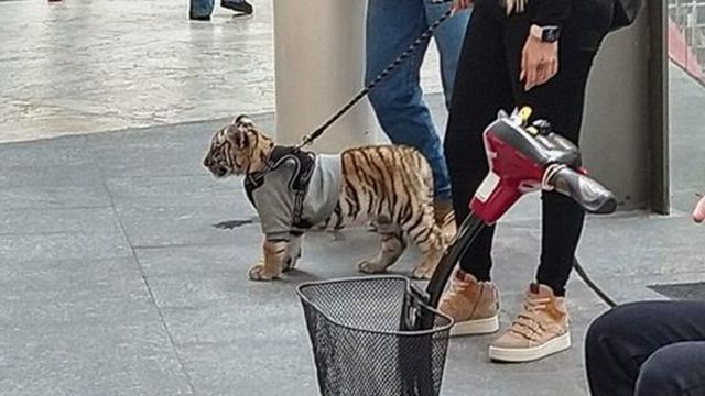 El Tigre En Antara La Polemica Por La Mujer Que Pasea Con Un Cachorro De Tigre En Un Centro Comercial En Mexico Bbc News Mundo