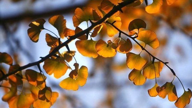 神奇的银杏树 美国科学家破解银杏树长寿之谜 c 英伦网