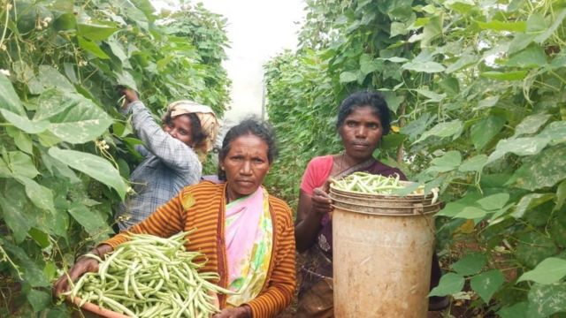பிரேமே கர்நாடகா விவசாயி