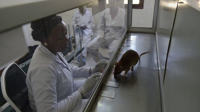 rat, tuberculose, tanzanie