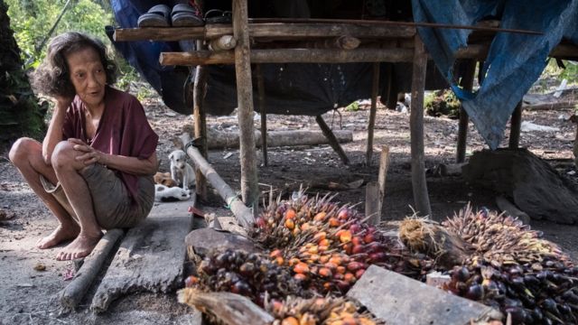 Kelapa Sawit: ‘Kami Sudah Sering Dibohongi’ - Tiga Generasi Suku Anak ...