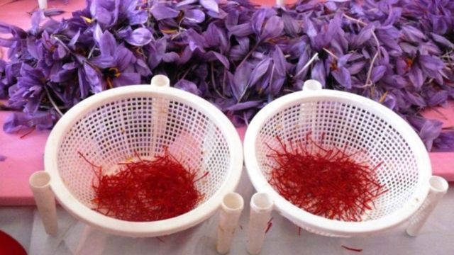 چشم انداز تولید و تجارت زعفران در افغانستان Bbc News فارسی