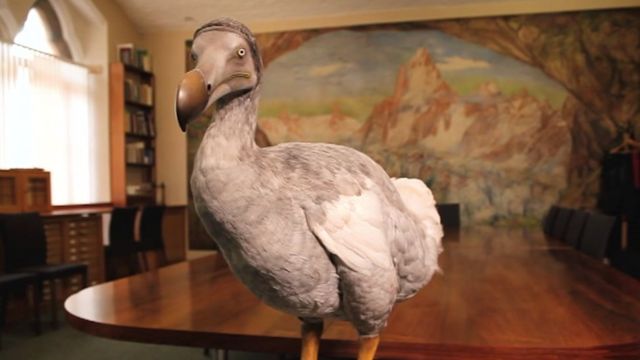 体型硕大的渡渡鸟曾经在英国和欧洲到处可见，因为人类滥杀等原因绝种。(photo:BBC)