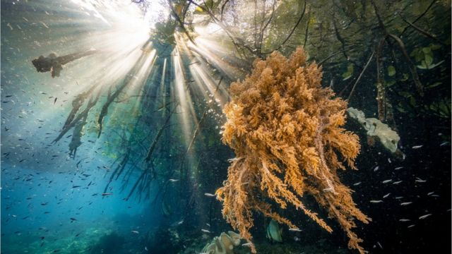 raíces de manglares en Indonesia