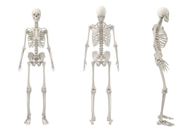Esqueletos humanos