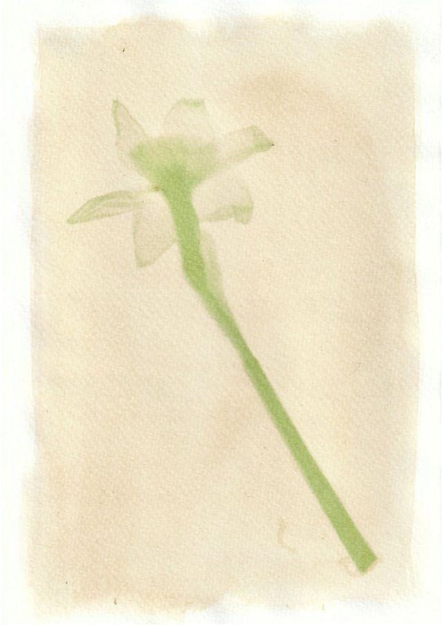 An anthotype print of a green daffodil