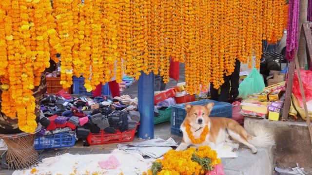 चिप्लेढुङ्गा बजारमा हिन्दुहरूको महान चाड तिहारलाई लक्षित गरी शनिवार बिक्रीका लागि राखिएका सयपत्री र मखमली माला।