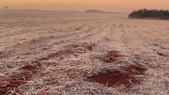 Geadas na plantação de cana-de-açúcar