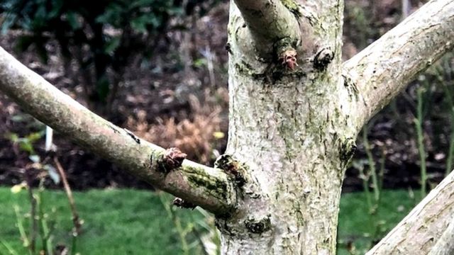 A Genetic Elixir of Life Helps Millennia-Old Ginkgo Trees Escape