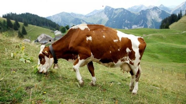 गाय