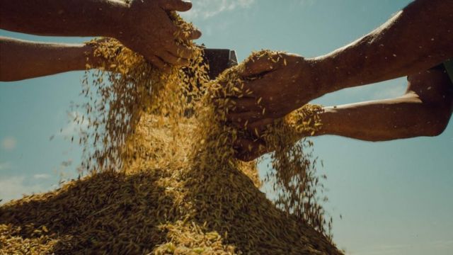 Arroz orgânico produzido pelo MST