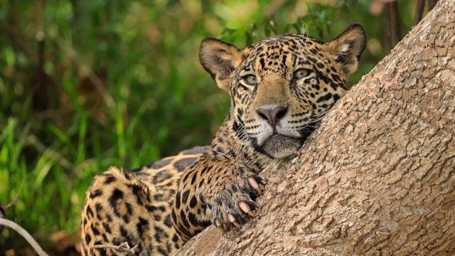 Jaguar en el Pantanal, en Brasil