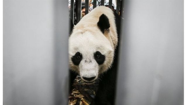 Panda berkembang biak dengan cara