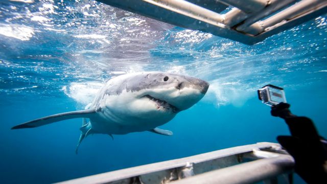 Стоимость акул для экономики туристического бизнеса - миллионы