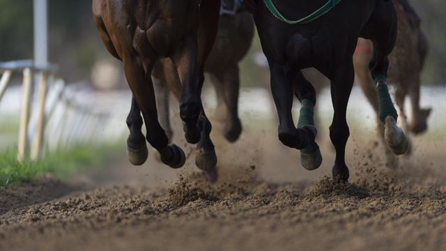 Piernas de caballos durante una carrera