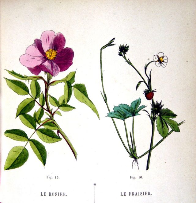 Ilustración de una rosa y una fresa