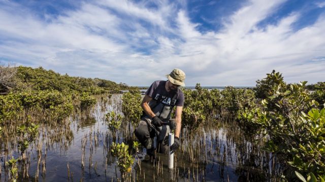 Scientist collecting a sediment core to measure carbon levels absorbed by mangroves