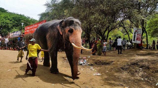 இலங்கை: தடுத்து வைக்கப்பட்டுள்ள 21 யானைகள் நீதிமன்றத்தினால் தற்காலிகமாக விடுவிப்பு
