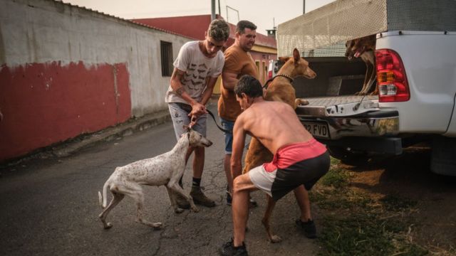 أشخاص يدخلون كلبهم في الشاحنة